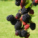 Seasonal fruit blackberries