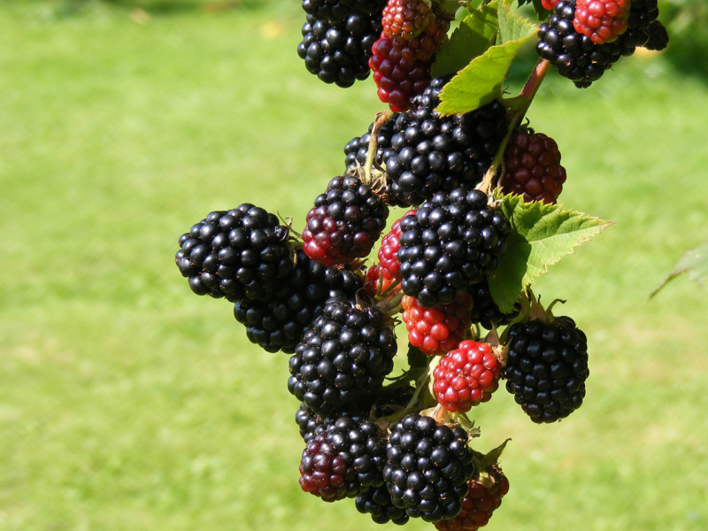 Seasonal fruit blackberries