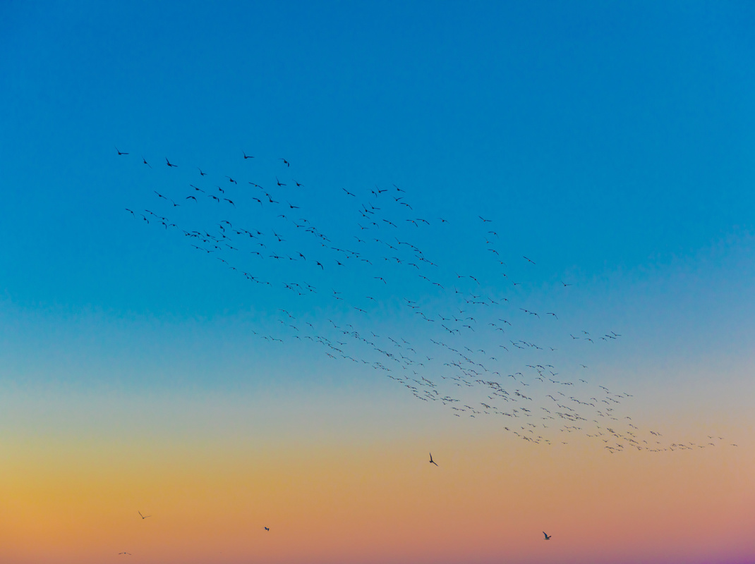 A flock of birds