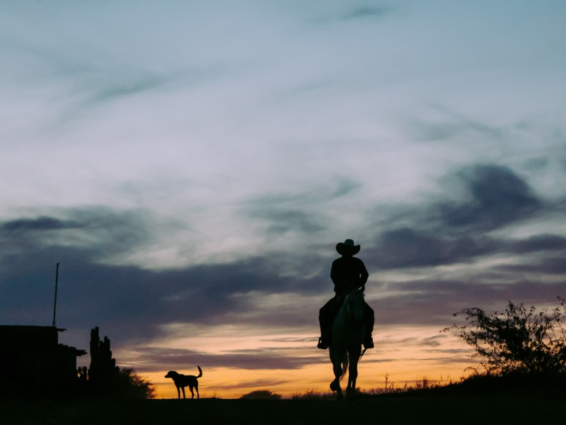 Cowboy riding away in sunset