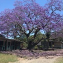 Jacaranda tree linking Harare to Australia