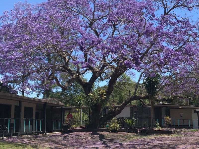 Jacaranda tree linking Harare to Australia