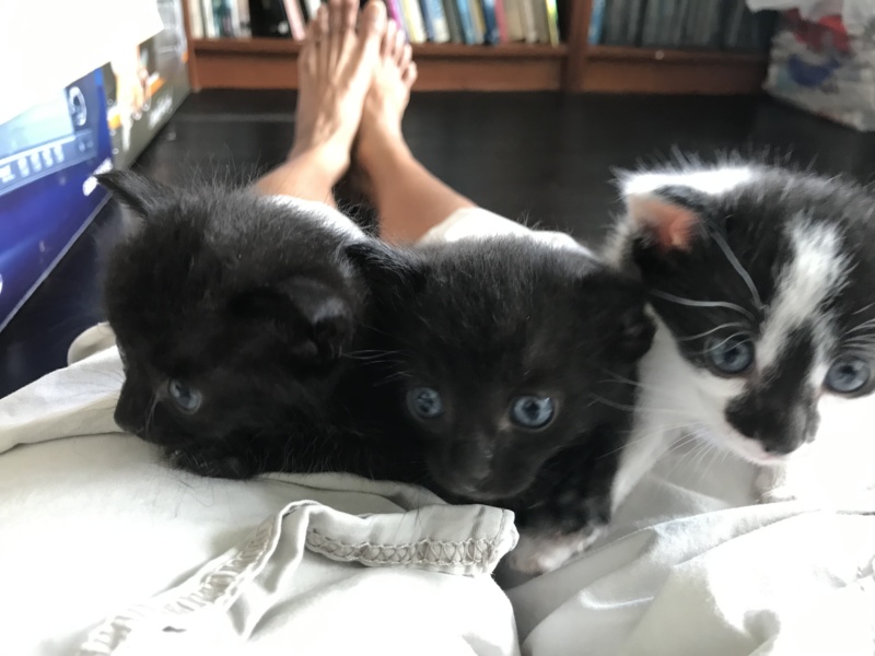 Triple trouble - Yoda, Manja and Pie, lying on foster mum Pearl
