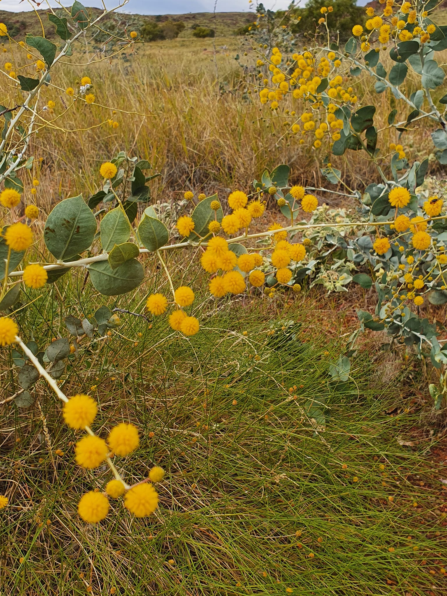 Yellow wildflowers