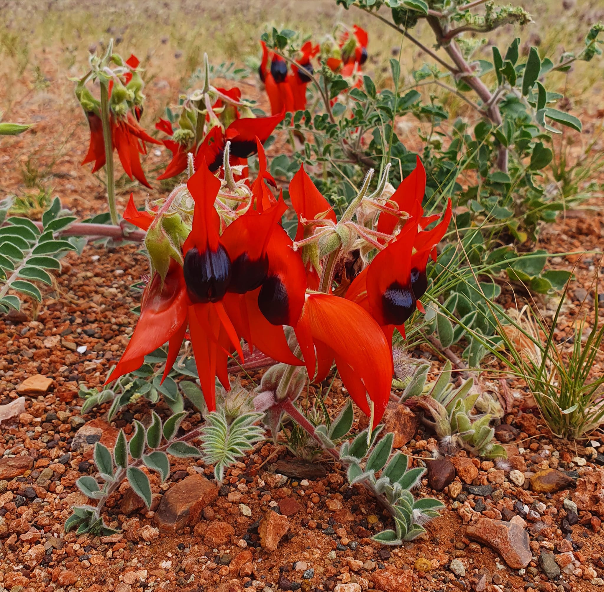 Sturt Desert Pea