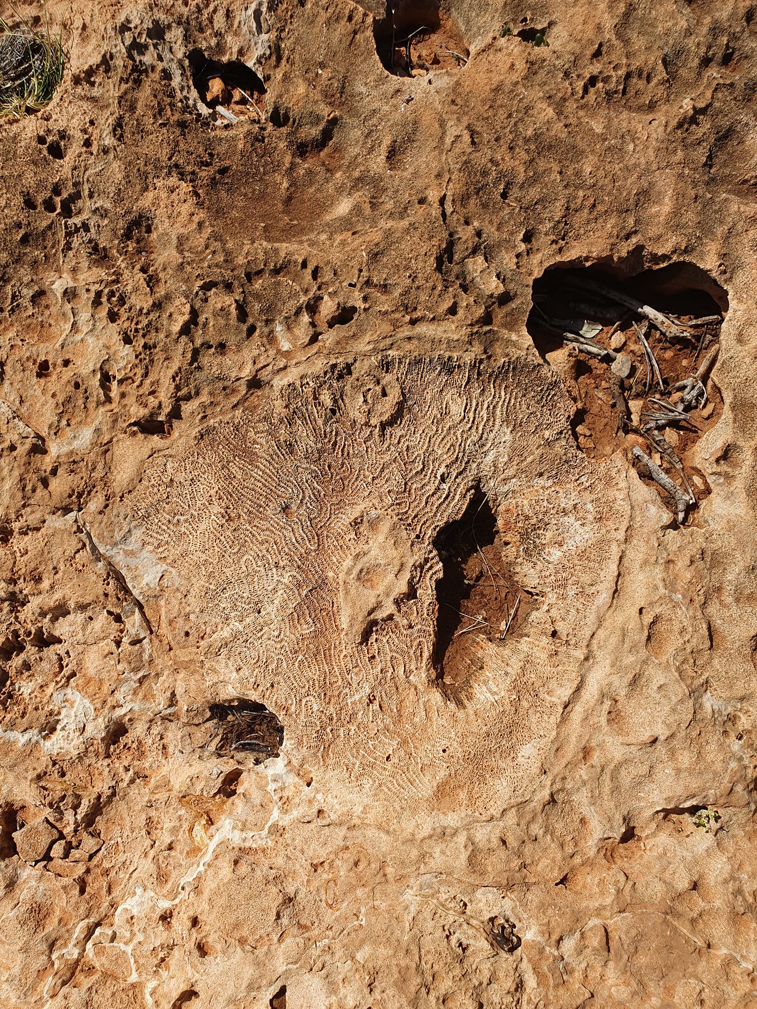 Coral fossil